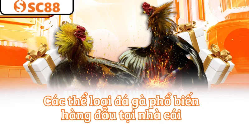 Các thể loại đá gà phổ biến hàng đầu tại nhà cái